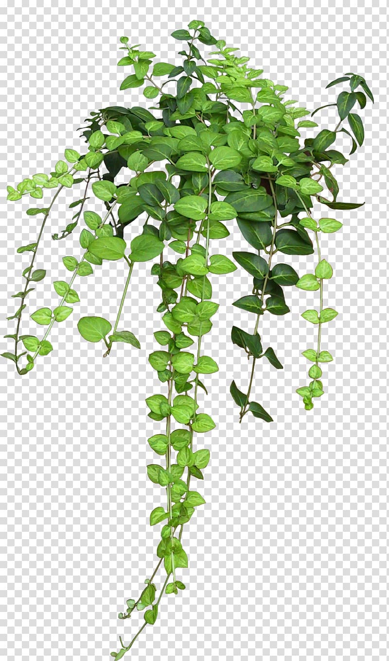 녹색 잎이 많은 식물, 식물 덩굴 장미 꽃, 덤불 png | PNGHeat