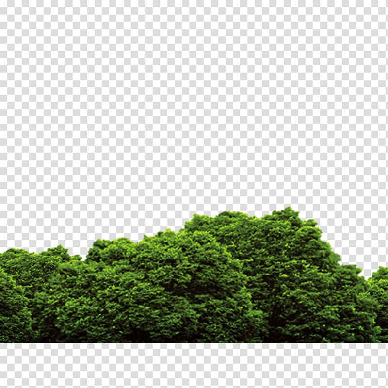 낮에 나무, 숲, 푸른 나무 png | PNGHeat